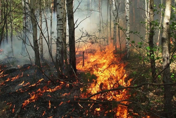 波黑东南部山区日前爆发山火,引燃一片百年针叶林.jpg